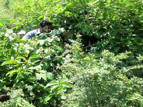 Research Assistant searching the nest during the survey.