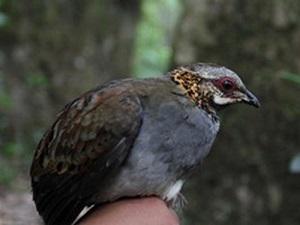 Rufous-throated Partridge.