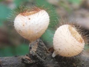 Cookeina sp.
