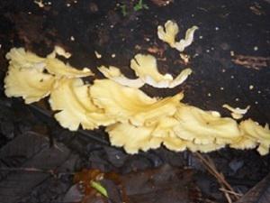 Pleurotus flabellatus.