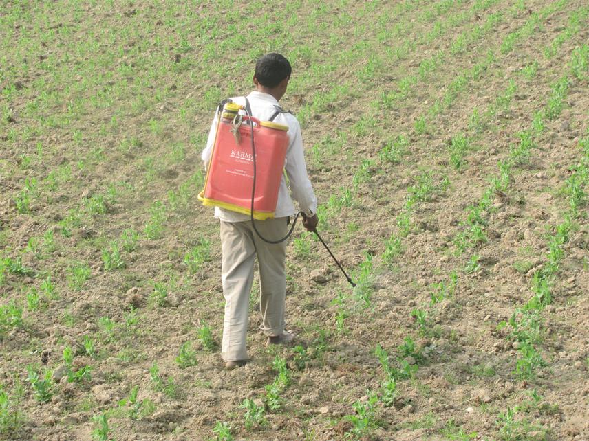 Direct field visit and farmer consultation.