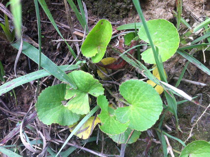 Centella asiatica.