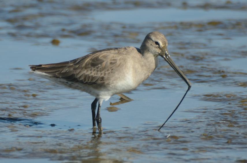 Hudsonian Godwit.