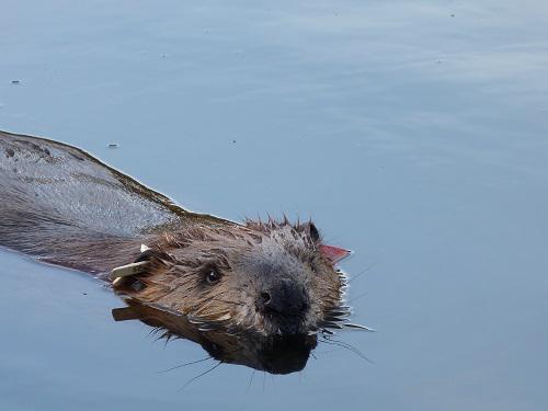 A radiotagged adult  with uniquely colored ear-tags in the Patagonian steppe.