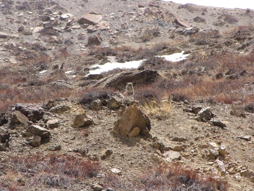 Snow leopard sighted by Bishnu P Devkota, Nepal.