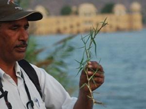 Paspalum distichum at Man Sagar Lake.