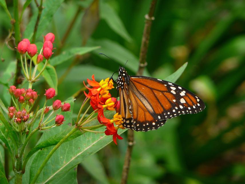 A beautiful Dusky Tiger butterfly sunning itself at Tarapari Biodiversity Garden, May 2012. © Tarapari.