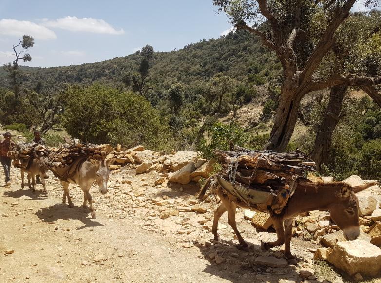 Illegal cutting of trees in Desa'a forest, Northern Ethiopia.©WeForest, 2018.