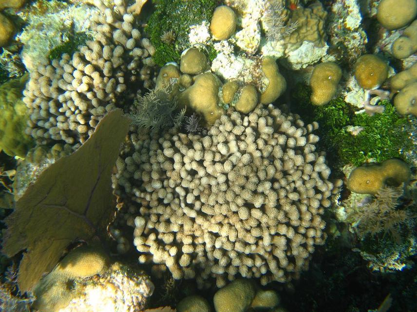 Now we can name all of these corals!.
