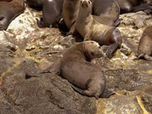 Female sea lion getting a biopsy dart, north Chile.