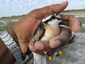Kittlitz's plover ringed.