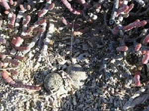 Madagascar Plover's nest.