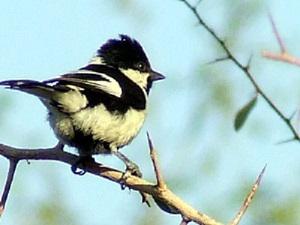 White-naped Tit.