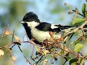 White-naped Tit on Maytenus emarginatus.
