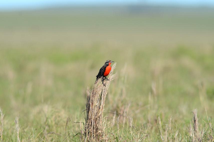 Male Pampas Meadowlark. This is one of the individuals that reoccupied the traditional nesting site during the 2017 breeding season.