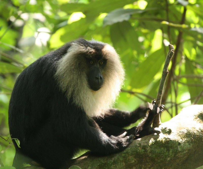 Lion-tailed macaque.