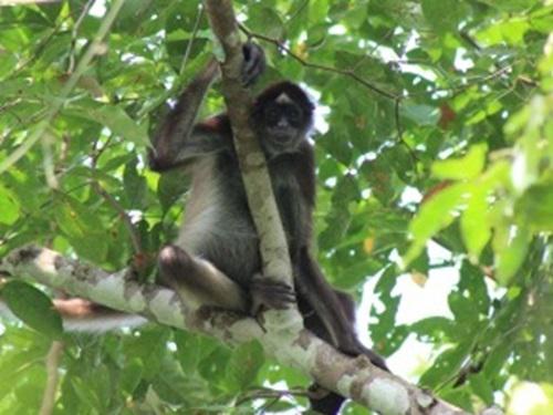 Ateles hybridus.