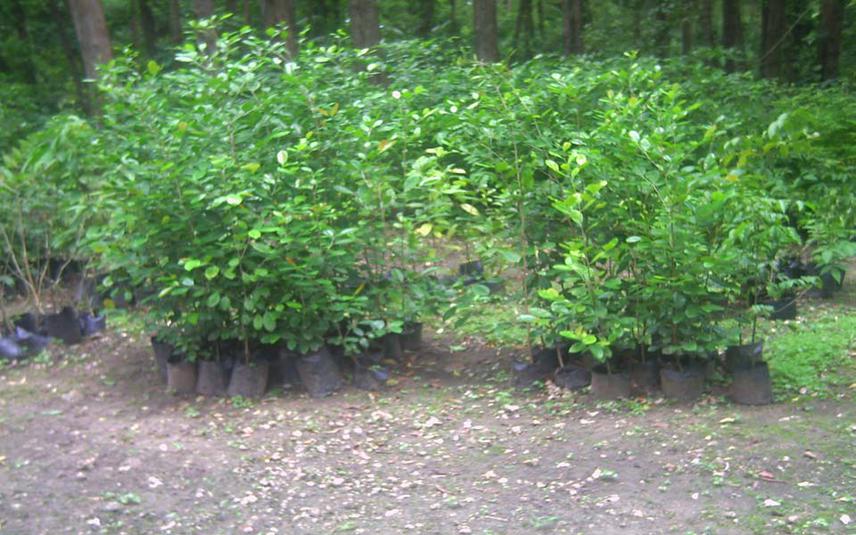 Tree nursery.