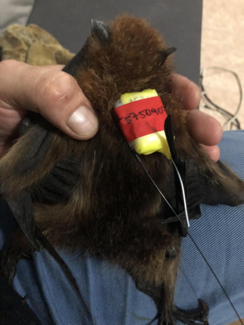 CGPS tag attached to a pup prior to release.