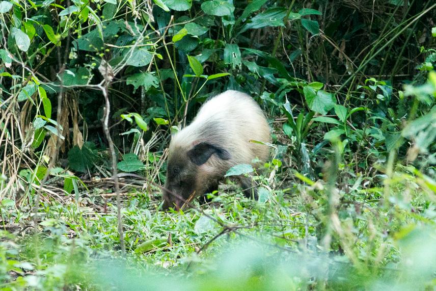 Bush pig.