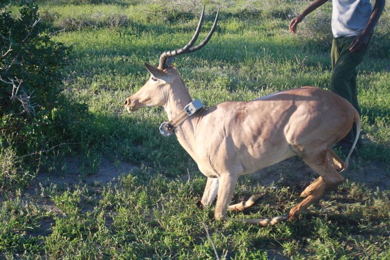 Collared hirola.