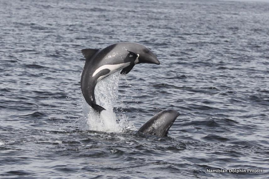 © The Namibian Dolphin Project