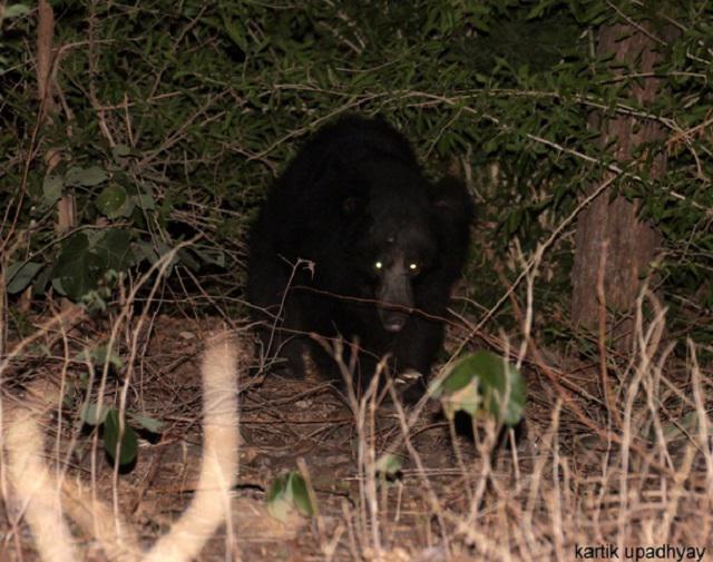 Sloth bear.