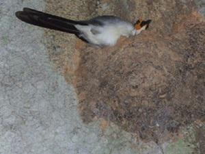 Rockfowl in its nest.