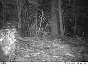 Clouded leopard in camera trap.
