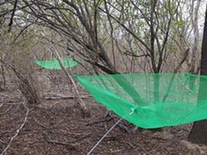 Seed traps.