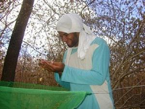 Monitoring seed traps.