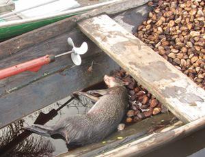 Game species hunted during the Brazilian nut season at the Lake Ayapuá.