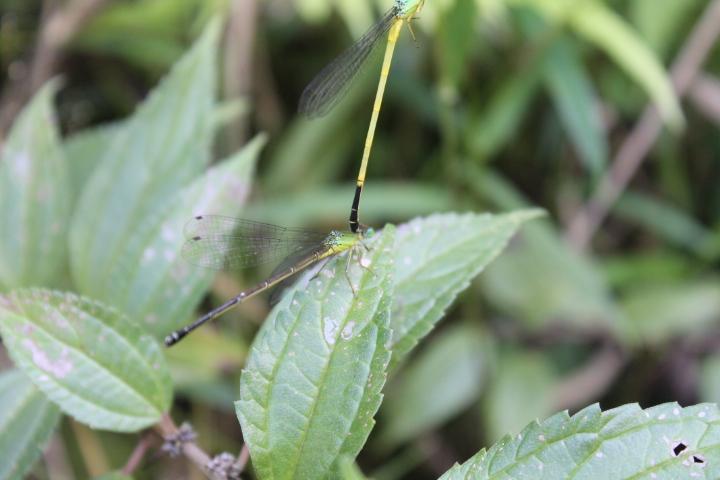 Ceriogrion fallax cerinomelas mating pair at Sopsokha pond.