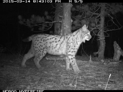 Lynx.