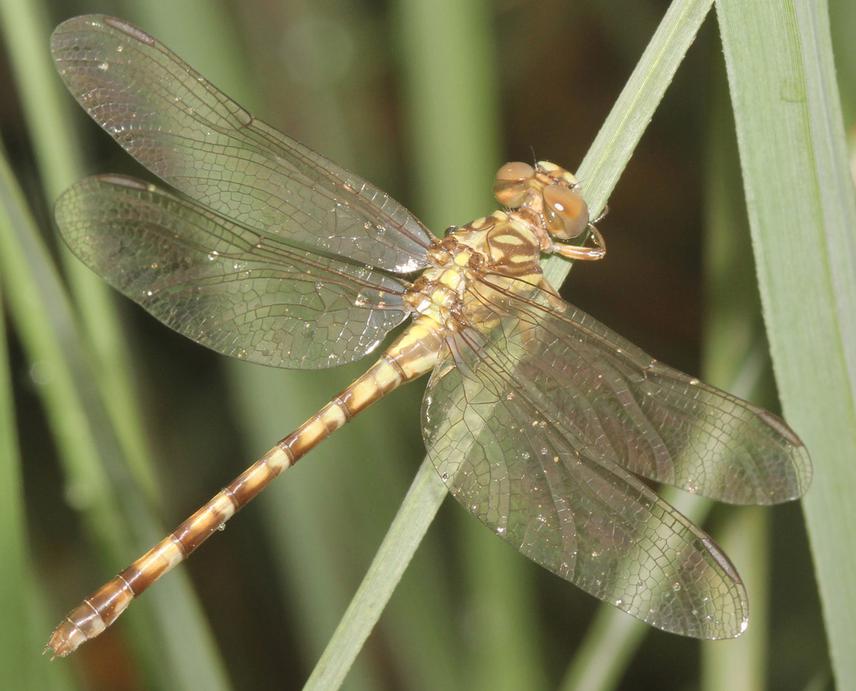 Paragomphus campestris sp