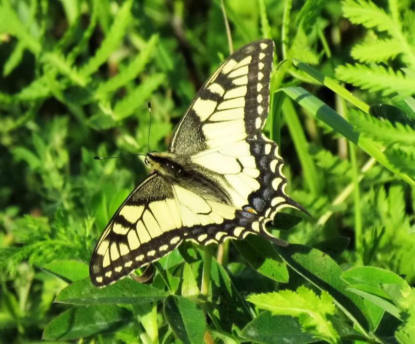 Papilio machaon.