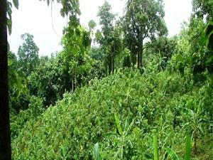 VCF converted in mixed fruits garden.