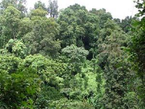 VCF in Bandarban, Chittagong Hill Tracts, Bangladesh.