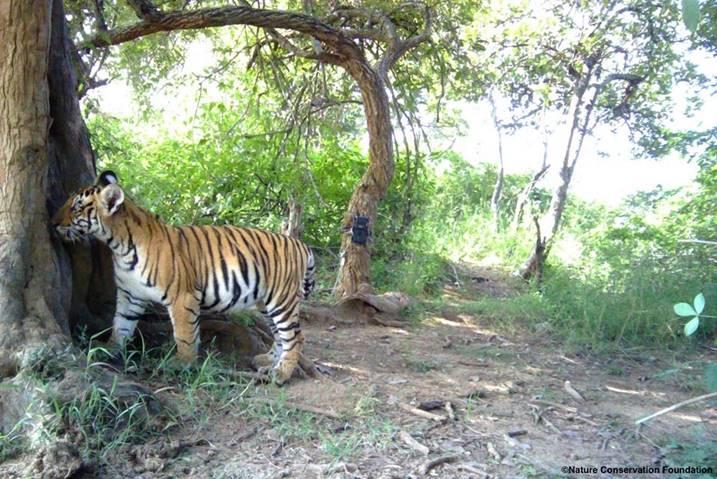 ©Nature Conservation Foundation.