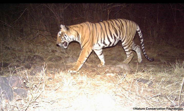 ©Nature Conservation Foundation.png