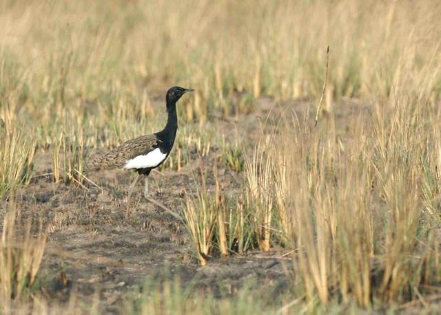 Adult male Bengal florican (Houbaropsis bengalensis).