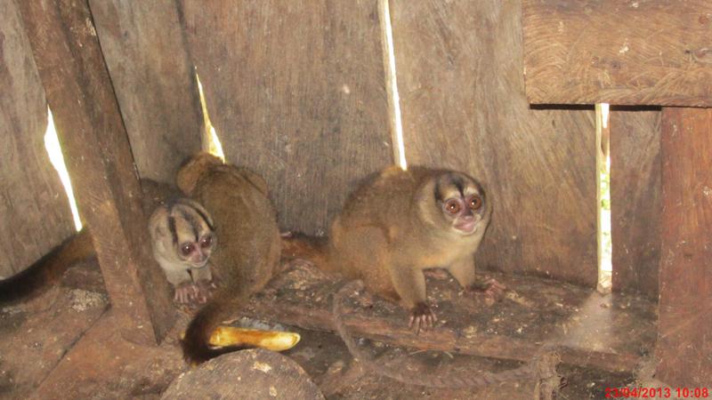 Aotus Tipisca.