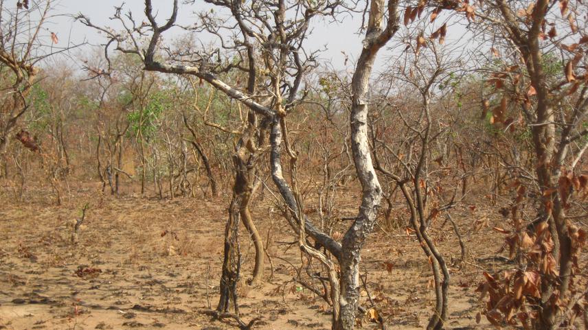 Part of the woodland burnt.