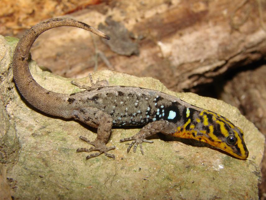 Gonatodes caudiscutatus.