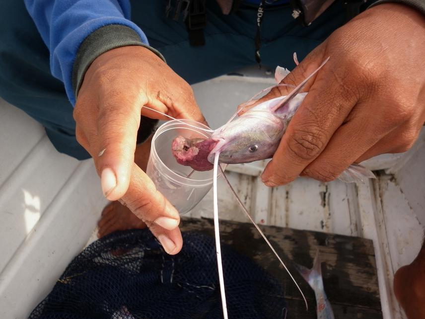 Piracatinga fish vomiting a piece of dolphin bait.