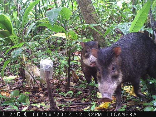 White-lipped Peccary, June 2012. © Stephanny Arroyo-Arce.