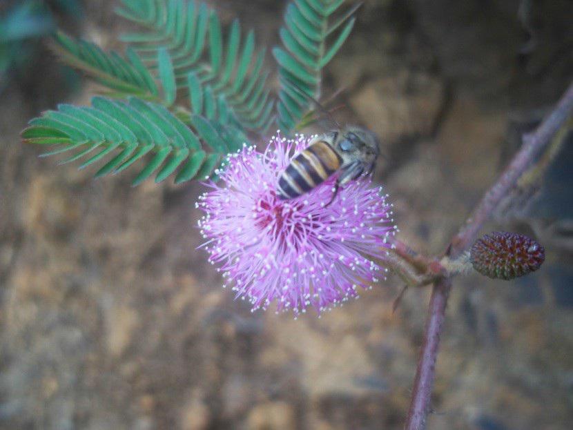 Mimosa pudica. ©Bhagyasree VR