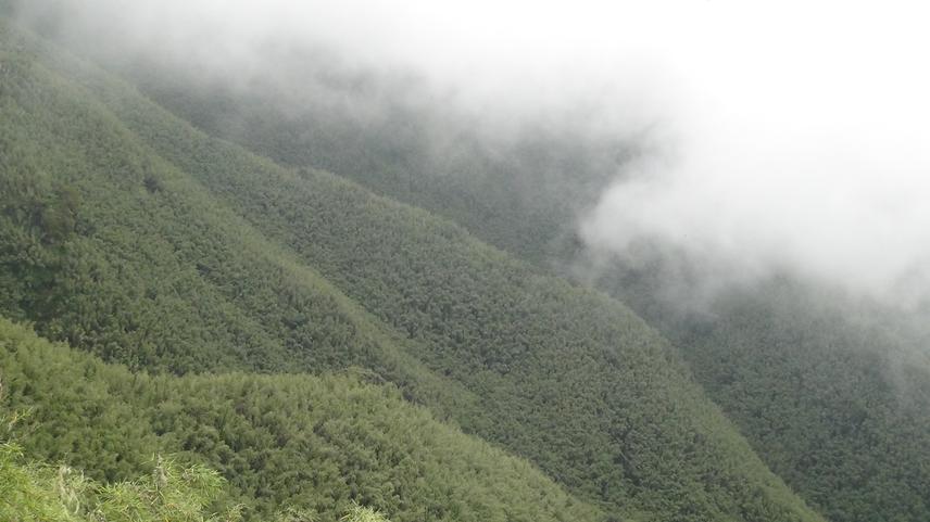 Harenna Bamboo Forest.