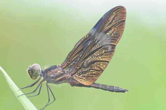 Zenithoptera fasciata.