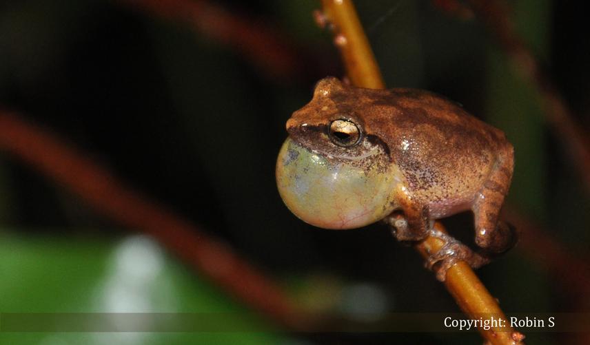 Pseudophilautus kani (Kerala).